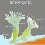 FIGURE DEPICITNG Basic structure of Ectoprocta