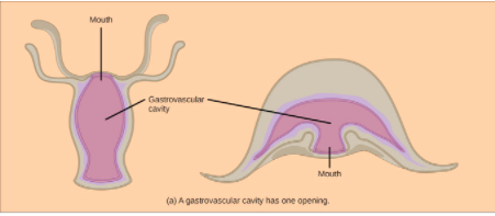 PATTERN OF FEEDING AND DIGESTION IN LOWER INVERTEBRATES