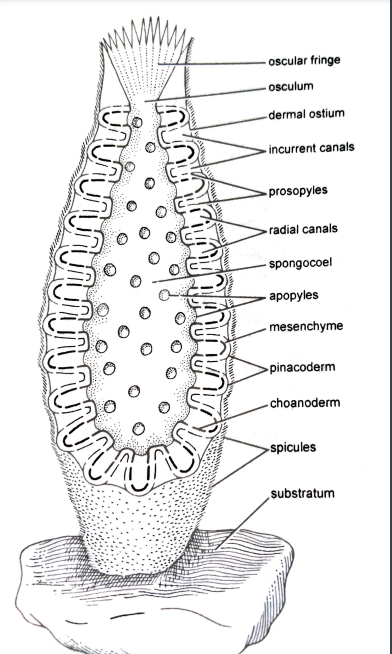 FIGURE DEPICITNG Water canal system of Sycon