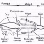 EXCRETION IN HIGHER TERRESTRIAL INVERTEBRATES