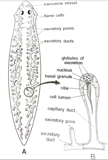 FIGURE DEPICTING [A] Excretory system, [B] Single flame cell of Dugesia