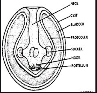 Cysticercus larva or bladder worm