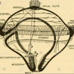 LARVAL FORMS OF TREMATODA, CESTODA AND ANNELIDA ,Trochophore larva/ trochosphere larva 