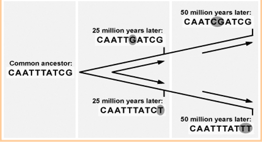 TRENDS IN EVOLUTION