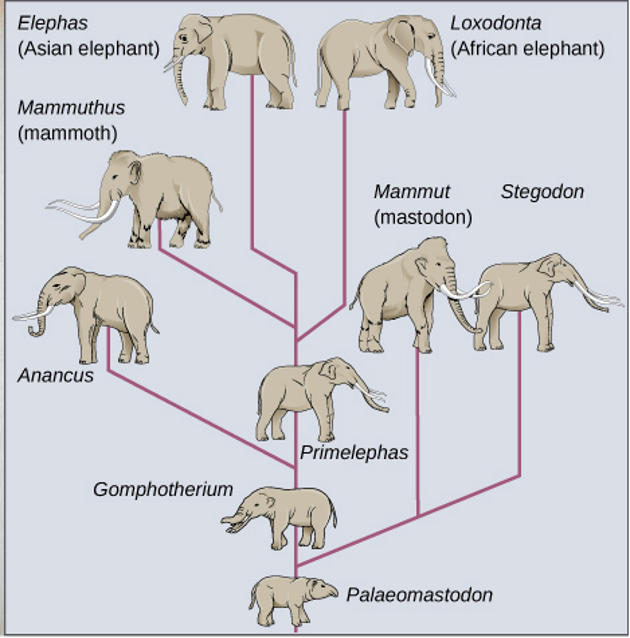 MODES OF SPECIATION