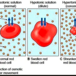 OSMOREGULATION OF FRESHWATER AND MARINE INVERTEBRATES