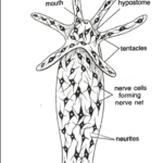 FIGURE DEPICTING Nerve net in Hydra