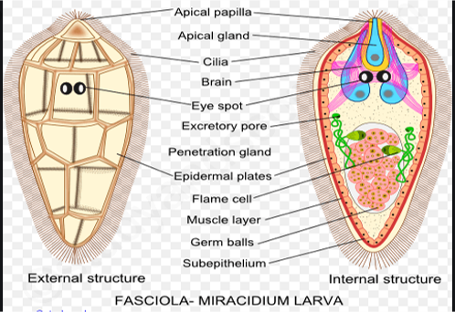 Miracidium larva, LARVAL FORMS OF HELMINTHES