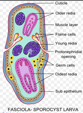 Sporocyst larva, LARVAL FORMS OF HELMINTHES