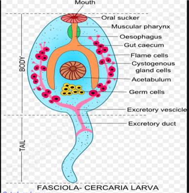 Cercaria larva