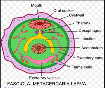 Metacercaria larva