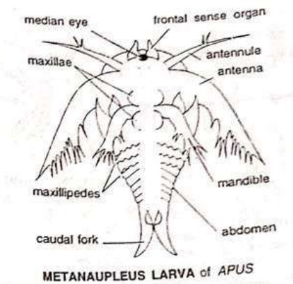 LARVAL FORMS OF CRUSTACEA