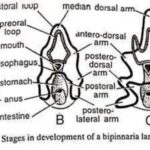 LARVAL FORMS OF ECHINODERMS