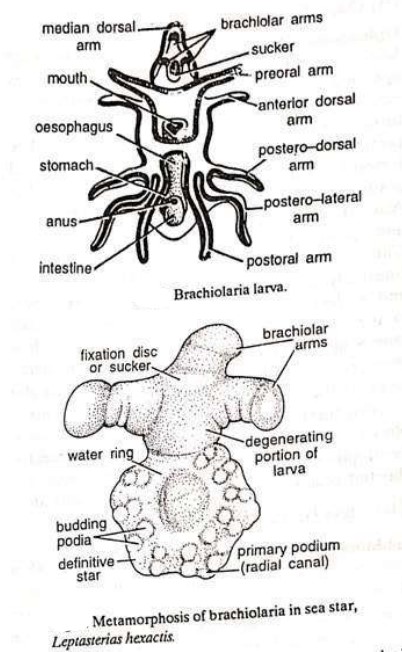 LARVAL FORMS OF ECHINODERMS