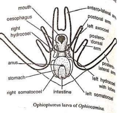 LARVAL FORMS OF ECHINODERMS