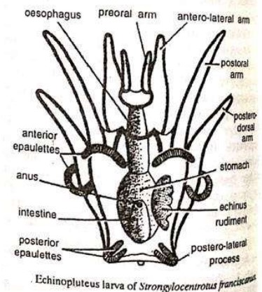 LARVAL FORMS OF ECHINODERMS