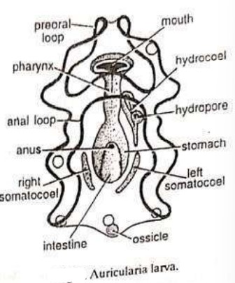 Auricularia larva, LARVAL FORMS OF ECHINODERMS