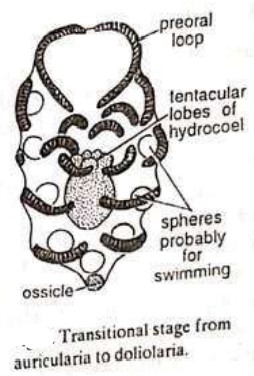 Doliolaria larva , LARVAL FORMS OF ECHINODERMS