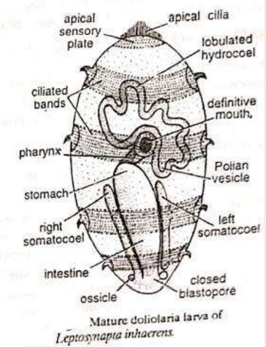 Doliolaria larva, LARVAL FORMS OF ECHINODERMS