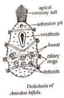 Doliolaria larva, LARVAL FORMS OF ECHINODERMS