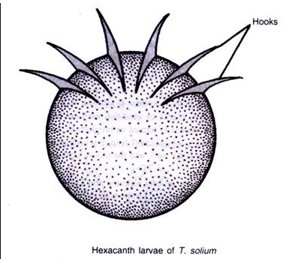 Onchosphere (hexacanth larva)