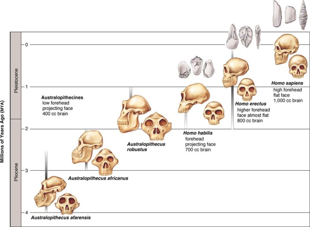 TRENDS IN EVOLUTION