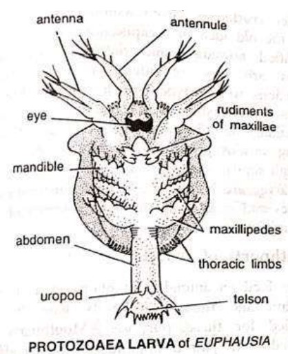 LARVAL FORMS OF CRUSTACEA