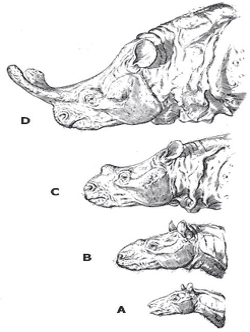 TRENDS IN EVOLUTION