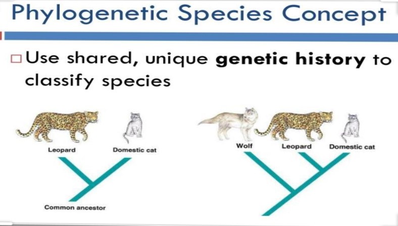 CONCEPT OF SPECIES