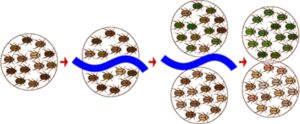 MODES OF SPECIATION