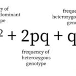 HARDY WEINBERG LAW