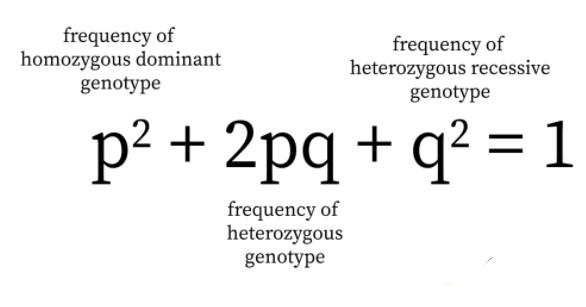 Read more about the article HARDY WEINBERG EQUILIBRIUM LAW