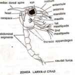 LARVAL FORMS OF CRUSTACEA