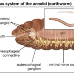 ADVANCED NERVOUS SYSTEM IN ANNELIDS​