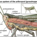 ADVANCED NERVOUS SYSTEM IN ARTHROPODA​