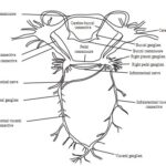 ADVANCED NERVOUS SYSTEM IN MOLLUSCA​