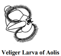 LARVAL FORMS OF MOLLUSCA