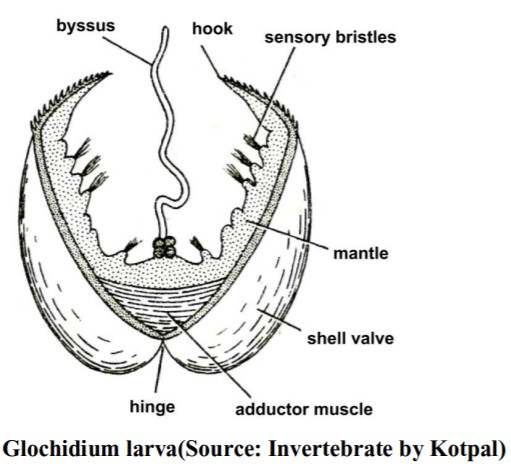 LARVAL FORMS OF MOLLUSCA