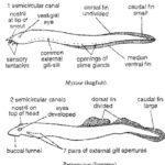 SPECIALIZED AND DEGENERATED CHARACTERS OF CYCLOSTOMATES​