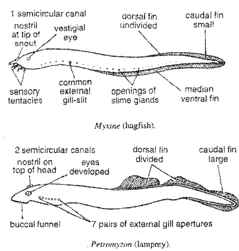 Read more about the article SPECIALIZED AND DEGENERATED CHARACTERS OF CYCLOSTOMATES​