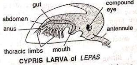 LARVAL FORMS OF CRUSTACEA