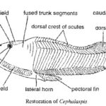 OSTRACODERMS​