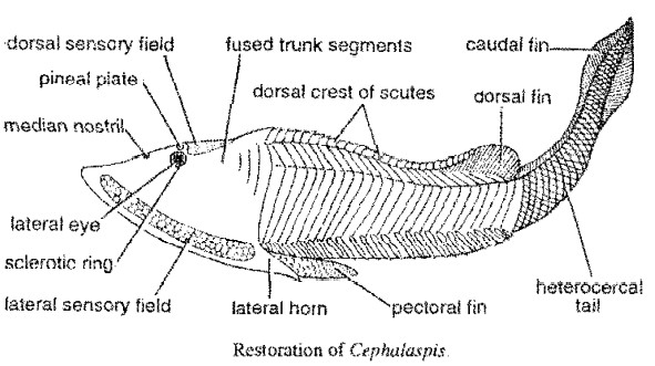 OSTRACODERMS​