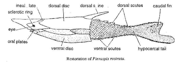 OSTRACODERMS