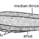 AFFINITIES OF DIPNOI​