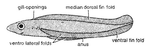 AFFINITIES OF DIPNOI​