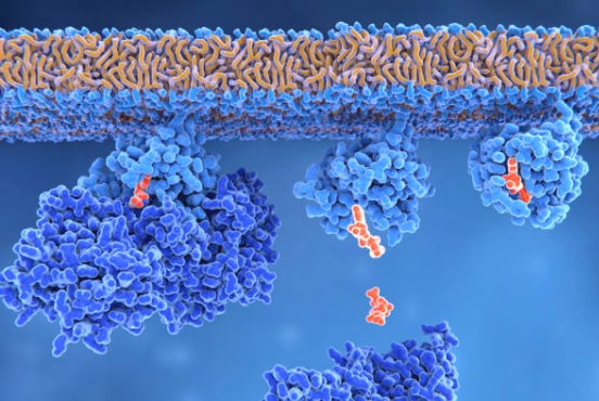 ONCOGENES AND CANCER