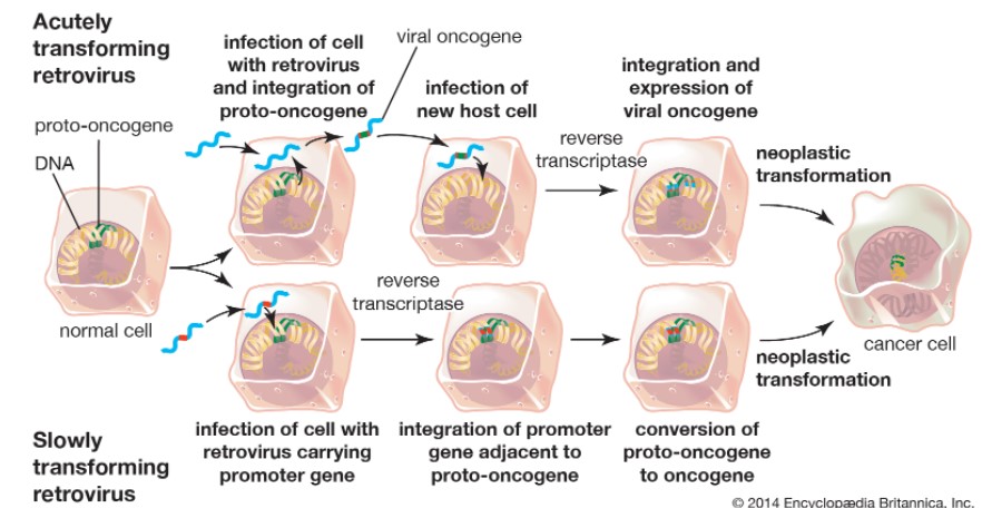 ONCOGENES AND CANCER