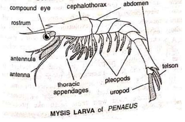 LARVAL FORMS OF CRUSTACEA