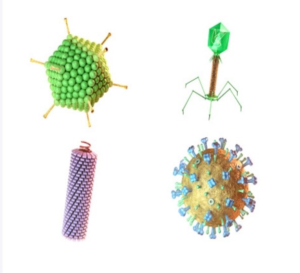 GENERAL ORGANISATION AND CHARACTERS OF VIRUSES